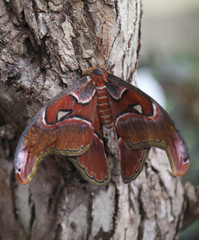 butterfly with brown wings camouflages itself called Attacus atl