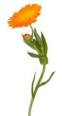 calendula flower isolated - obrazy, fototapety, plakaty