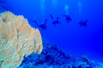 Diving the Red Sea Egypt