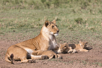 Fototapeta na wymiar lioness nursing young cubs