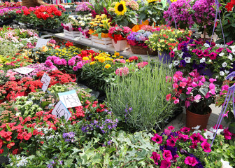 many plants and colorful flowers in a nursery