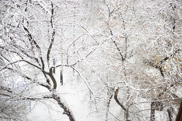 Beautiful white winter trees on snow