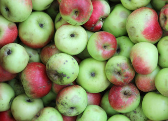 many biological apples for sale at organic market