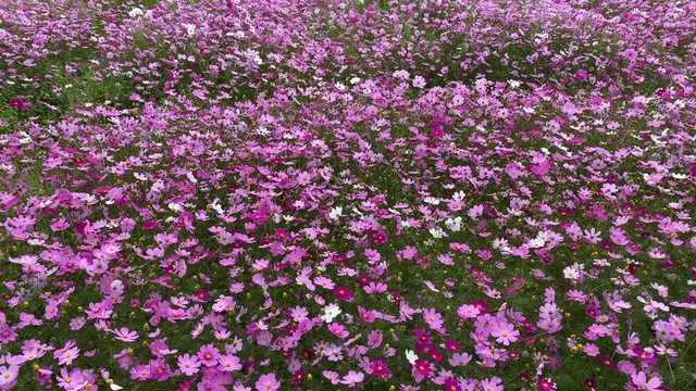 風にそよぐコスモス コスモス畑 秋 パンアップ  v07_00390(IMG_3976)