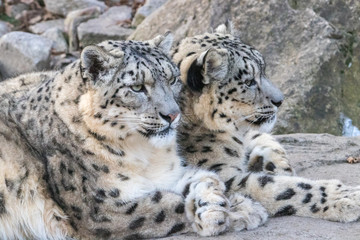 Snow Leopard on the watch