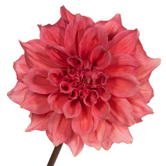Red dahlia flower on a white background. Front view
