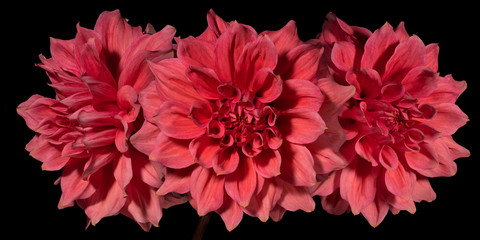 Three red dahlia flower on a black background