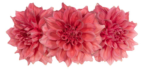 Three red dahlia flower on a white background