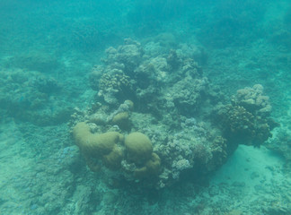 Indian Ocean Corals
