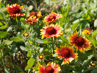 Common gaillardia or Blanket flower or Firewheel with ray florets with brightly color of yellow, red, orange and a central brown disc or seedhead