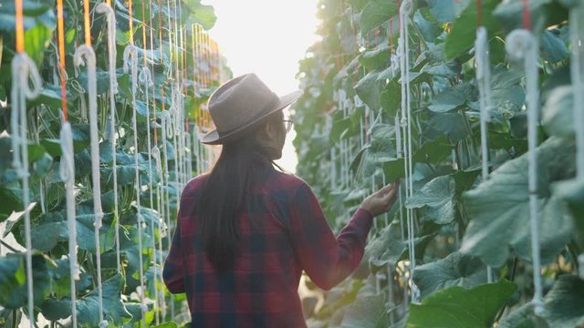 Asian woman farmer checking the quality of the melon on her farm. Owner farm with tablet to record the date of production.