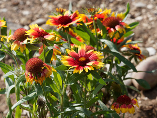  Common gaillardia or Blanket flower or Firewheel with ray florets with brightly color of yellow, red, orange and a central brown disc or seedhead