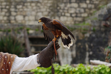 bird on the hand medieval show provin france