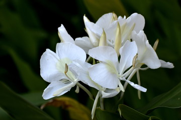 Flower-256