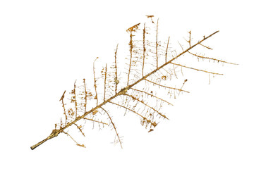 skeleton leafs on  white background, leaves are eaten by worms, Leaf with holes, eaten by pests isolated on white background