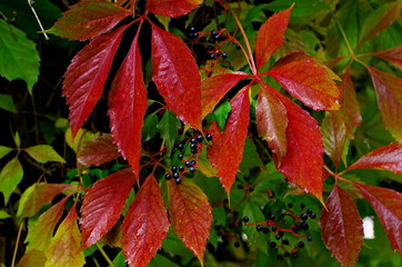 multicolored autumn leaves Virginia creeper background	