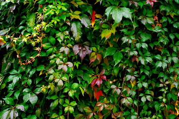 multicolored autumn leaves Virginia creeper background	