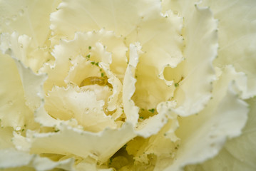 decorative purple cabbage. blooms very beautifully in autumn and adorns flower beds. Brassica oleracea var. acephala close-up.