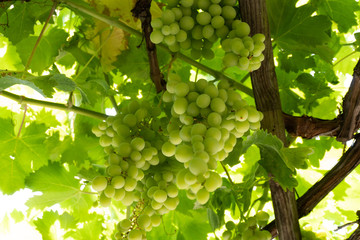 Fresh green grapes hanging in the sunlight in a vineyard