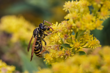 Earth wasp