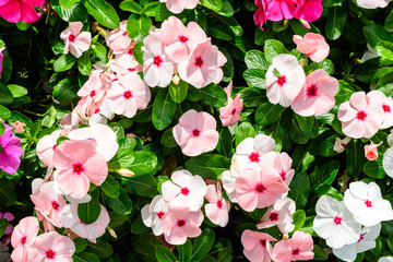 Close up of pink Impatiens walleriana flowers known as  busy Lizzie, balsam, sultana, or impatiens, in full bloom in a summer garden