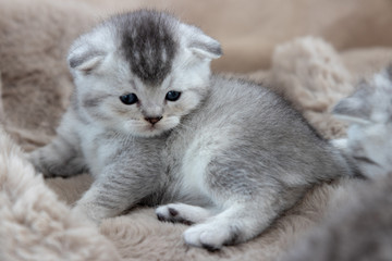 Silver Shedded BKH Kitten