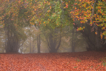 Autumnal foliage in the natural reseve of Canfaito in the marche region