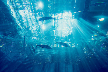 巨大水槽の魚たち