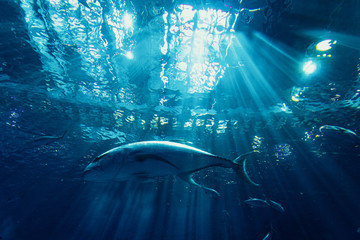 60 232 Shark Sea Animal Wall Murals Canvas Prints Stickers Wallsheaven