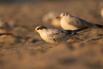 Few months old juvenile sandwich tern (Thalasseus sandvicensis) waiting for feeding