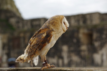 medieval bird show provin france 3