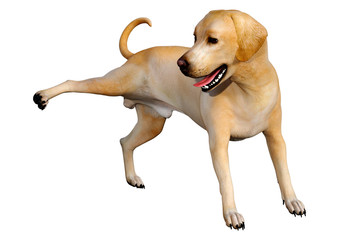 3D Rendering Labrador Dog on White