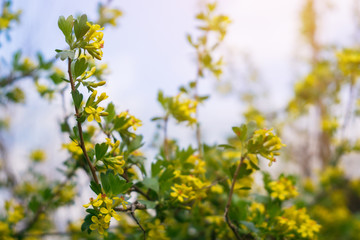flowering flowers of Golden currant on the branches of the shrub