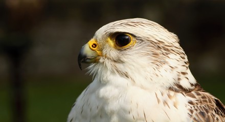 Details and portraits of birds of prey,