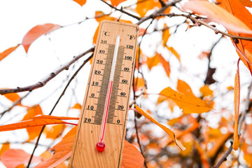 Naklejka na ściany i meble thermometer and yellow leaves, concept of autumn weather