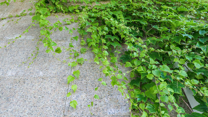 Creeper green plant leaves on stone wall