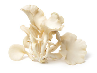 oyster mushroom on white background
