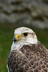 Predators