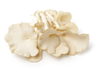oyster mushroom on white background