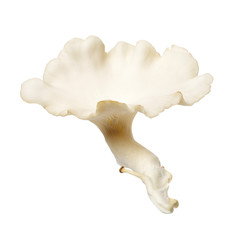 oyster mushroom on white background