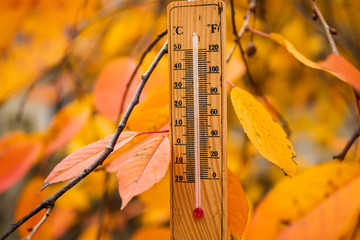 Naklejka na ściany i meble thermometer on a branch with yellow leaves