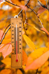 thermometer on a branch with yellow leaves