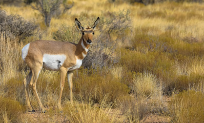 Young californian white-tailed deer looking at the camera