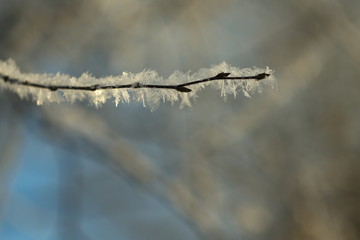 Hoarfrost on the branch of a tree , backlight