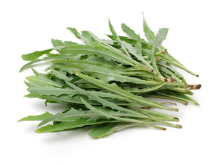 Sonchus brachyotus DC on white background 
