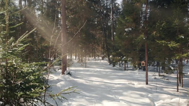 Walking through picturesque winter forest beautifully lit by the sun. Golden sun rays penetrate trees branches, snowflakes fall on fluffy snowdrifts underfoot. Wooden birdhouses complete the scene.