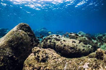 Underwater scene with stones on bottom and tropical fishes.