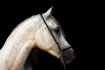 White arabian stallion portrait in show halter isolated on black background. Animal portrait with copy space.