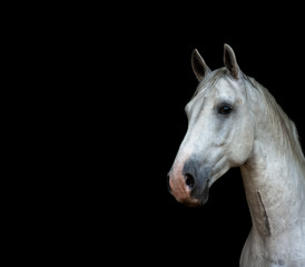 Fototapeta na wymiar White lippizaner stallion portrait isolated on black background. Animal portrait with copy space.