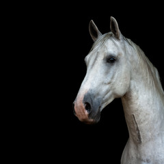 White lippizaner stallion portrait  isolated on black square background. Animal portrait with copy space.